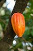 Kakao. Kakaofrugt p� stammen af kakaotr�. Theobroma cacao Botanisk Have / K�benhavn   Planter Katost-ordenen, Malvales, Sterculiaceae, cacaotr�, cacaofrugt