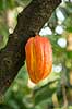 Kakao. Kakaofrugt p� stammen af kakaotr�. Theobroma cacao Botanisk Have / K�benhavn   Planter Katost-ordenen, Malvales, Sterculiaceae, cacaotr�, cacaofrugt