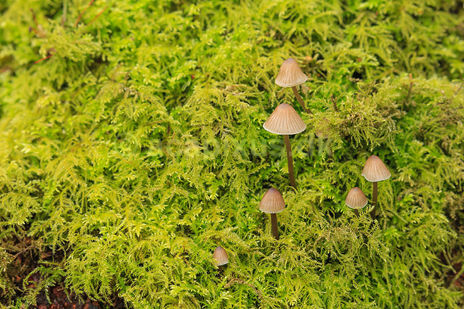 Hareskoven. Sm� svampe skyder igennem mosset p� mosbegroet tr�stup  i Jonstrupvang i Hareskoven; ; Hareskoven; Danmark; ; ; Skove, skovbrug, mosser, naturens kredsl�b