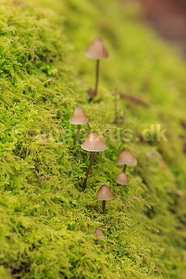 Hareskoven. Sm� svampe skyder igennem mosset p� mosbegroet tr�stup  i Jonstrupvang i Hareskoven; ; Hareskoven; Danmark; ; ; Skove, skovbrug, mosser, naturens kredsl�b