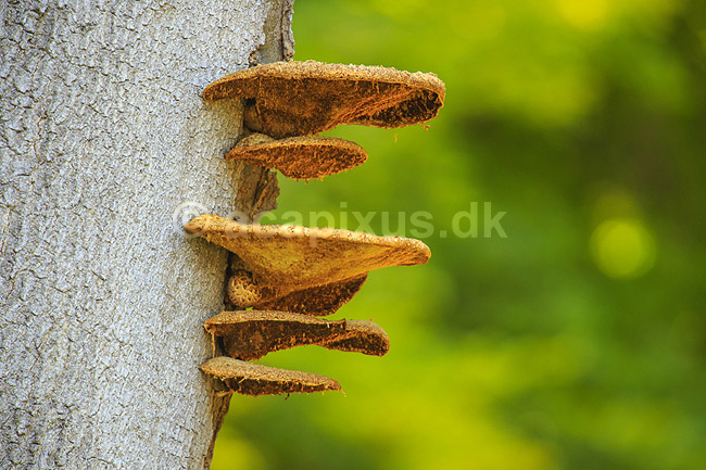 Spejlporesvamp. Frugtlegemer af spejlsporesvamp p� tr�stamme i J�gersborg Dyrehave; Inonotus spec.; J�gersborg Dyrehave; ; ; Svampe; Fungi