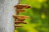 Spejlporesvamp. Frugtlegemer af spejlsporesvamp p� tr�stamme i J�gersborg Dyrehave Inonotus spec. J�gersborg Dyrehave   Svampe Fungi