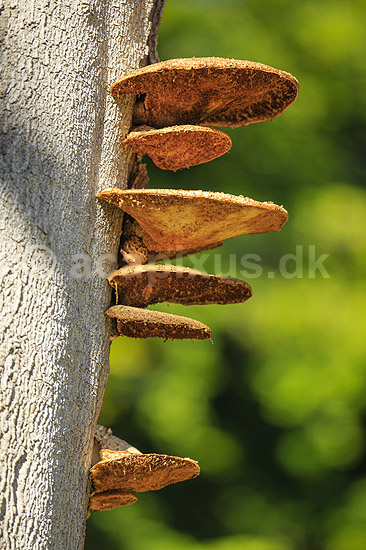 Spejlporesvamp. Frugtlegemer af spejlsporesvamp p� tr�stamme i J�gersborg Dyrehave; Inonotus spec.; J�gersborg Dyrehave; ; ; Svampe; Fungi