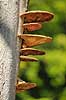 Spejlporesvamp. Frugtlegemer af spejlsporesvamp p� tr�stamme i J�gersborg Dyrehave Inonotus spec. J�gersborg Dyrehave   Svampe Fungi