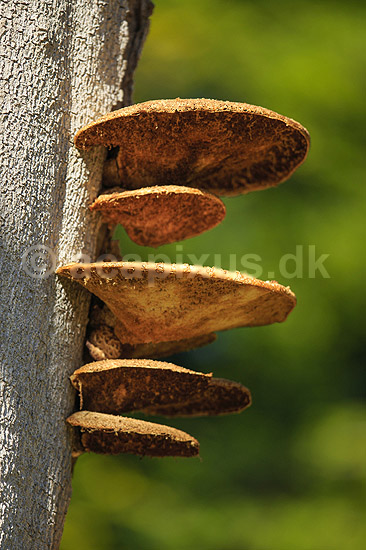 Spejlporesvamp. Frugtlegemer af spejlsporesvamp p� tr�stamme i J�gersborg Dyrehave; Inonotus spec.; J�gersborg Dyrehave; ; ; Svampe; Fungi