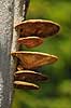 Spejlporesvamp. Frugtlegemer af spejlsporesvamp p� tr�stamme i J�gersborg Dyrehave Inonotus spec. J�gersborg Dyrehave   Svampe Fungi