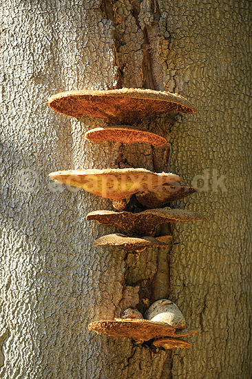 Spejlporesvamp. Frugtlegemer af spejlsporesvamp p� tr�stamme i J�gersborg Dyrehave; Inonotus spec.; J�gersborg Dyrehave; ; ; Svampe; Fungi