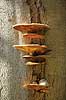 Spejlporesvamp. Frugtlegemer af spejlsporesvamp p� tr�stamme i J�gersborg Dyrehave Inonotus spec. J�gersborg Dyrehave   Svampe Fungi