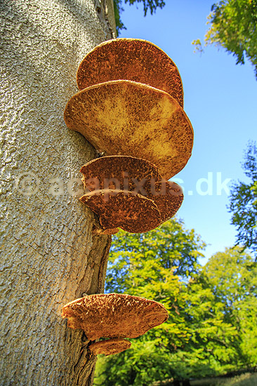 Spejlporesvamp. Frugtlegemer af spejlsporesvamp p� tr�stamme i J�gersborg Dyrehave; Inonotus spec.; J�gersborg Dyrehave; ; ; Svampe; Fungi
