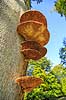 Spejlporesvamp. Frugtlegemer af spejlsporesvamp p� tr�stamme i J�gersborg Dyrehave Inonotus spec. J�gersborg Dyrehave   Svampe Fungi