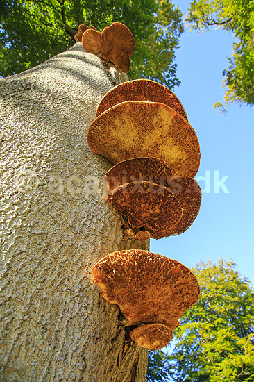 Spejlporesvamp. Frugtlegemer af spejlsporesvamp p� tr�stamme i J�gersborg Dyrehave; Inonotus spec.; J�gersborg Dyrehave; ; ; Svampe; Fungi