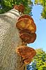 Spejlporesvamp. Frugtlegemer af spejlsporesvamp p� tr�stamme i J�gersborg Dyrehave Inonotus spec. J�gersborg Dyrehave   Svampe Fungi