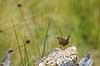 G�rdesmutte. G�rde smutte s�ger f�de i r�dden tr�stub Troglodytes troglodytes J�gersborg Dyrehave   Fugle Spurvefugle, Passeriformes