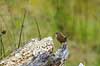 G�rdesmutte. G�rde smutte s�ger f�de i r�dden tr�stub Troglodytes troglodytes J�gersborg Dyrehave   Fugle Spurvefugle, Passeriformes