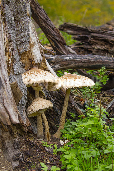 Stor parasolhat. Frugtlegemer af Stor parasolhat ved tr�stub i J�gersborg Dyrehave; Lepiota procera; J�gersborg Dyrehave; ; ; Svampe; Macrolepiota procera, fungi, paddehatte