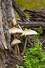 Stor parasolhat. Frugtlegemer af Stor parasolhat ved tr�stub i J�gersborg Dyrehave Lepiota procera J�gersborg Dyrehave   Svampe Macrolepiota procera, fungi, paddehatte