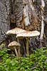 Stor parasolhat. Frugtlegemer af Stor parasolhat ved tr�stub i J�gersborg Dyrehave Lepiota procera J�gersborg Dyrehave   Svampe Macrolepiota procera, fungi, paddehatte