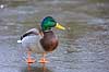 Gr�and. Gr�and andrik p� isen p� den tilfrosne s� M�llemosen Anas platyrhynchos M�llemose / M�l�v   fugle �nder, Andefugle, Anseriformes, Anatidae, gr��nder, vinter, frost, kulde