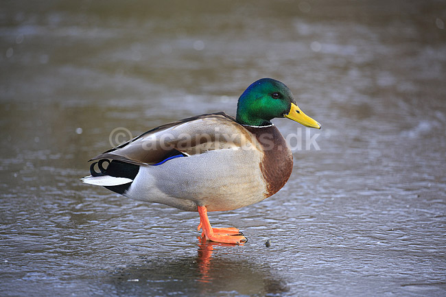 Gr�and. Gr�and andrik p� isen p� den tilfrosne s� M�llemosen; Anas platyrhynchos; M�llemose / M�l�v; ; ; fugle; �nder, Andefugle, Anseriformes, Anatidae, gr��nder, vinter, frost, kulde