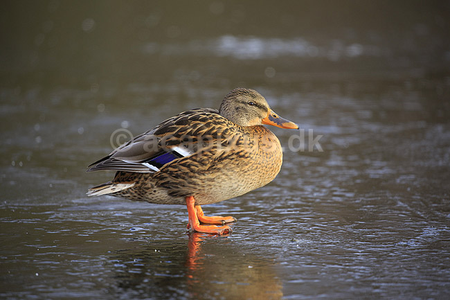 Gr�and. Gr�and hun p� isen p� den tilfrosne s� M�llemosen; Anas platyrhynchos; M�llemose / M�l�v; ; ; fugle; �nder, Andefugle, Anseriformes, Anatidae, gr��nder, vinter, frost, kulde