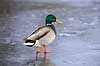 Gr�and. Gr�and andrik p� isen p� den tilfrosne s� M�llemosen Anas platyrhynchos M�llemose / M�l�v   fugle �nder, Andefugle, Anseriformes, Anatidae, gr��nder, vinter, frost, kulde