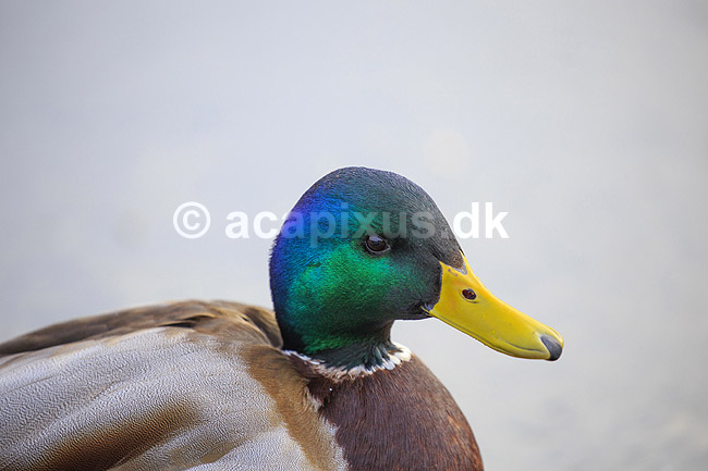 Gr�and. Gr�and andrik p� isen p� den tilfrosne s� M�llemosen; Anas platyrhynchos; M�llemose / M�l�v; ; ; fugle; �nder, Andefugle, Anseriformes, Anatidae, gr��nder, vinter, frost, kulde