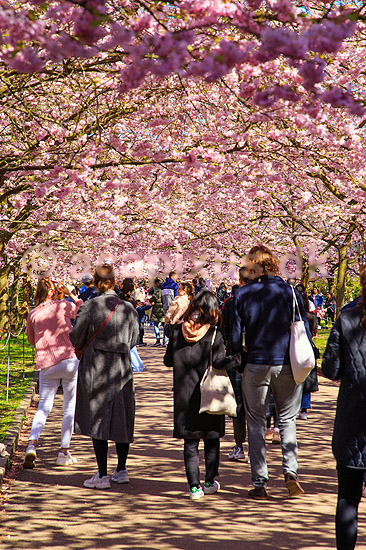 Kirseb�ralleen blomstrer. G�ster p� Kirseb�ralleen p� Bispebjerg Kirkeg�rd. De Japanske kirseb�rstr�er er sprunget ud. Pga Corona er all�en i 2021 ensrettet; Prunus accelade; Bispebjerg Kirkeg�rd / K�benhavn; Danmark; ; Sev�rdigheder; prydkirseb�r, kirseb�rblomster, blomster, gr�nne omr�der, frugttr�, japansk kirseb�rtr�, for�rsvejr, for�ret, parkliv, bypark, park, for�rsstemning, for�rssol, blomstert�ppe, g�tur, g�r tur, alle, all�, all�en, alleen, blomstrer, blomstrende, kirseb�ralle, kirseb�ralleen, kirseb�rall�, kirseb�rall�en, kirseb�rtr�erne, blomsterhav, sev�rdighed, attraktioner, attraktion, turistm�l, for�rsvarme, udflugtsm�l