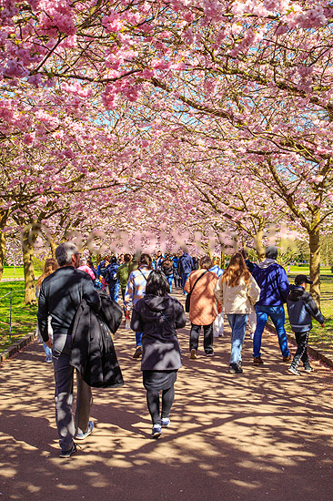 Kirseb�ralleen blomstrer. G�ster p� Kirseb�ralleen p� Bispebjerg Kirkeg�rd. De Japanske kirseb�rstr�er er sprunget ud. Pga Corona er all�en i 2021 ensrettet; Prunus accelade; Bispebjerg Kirkeg�rd / K�benhavn; Danmark; ; Sev�rdigheder; prydkirseb�r, kirseb�rblomster, blomster, gr�nne omr�der, frugttr�, japansk kirseb�rtr�, for�rsvejr, for�ret, parkliv, bypark, park, for�rsstemning, for�rssol, blomstert�ppe, g�tur, g�r tur, alle, all�, all�en, alleen, blomstrer, blomstrende, kirseb�ralle, kirseb�ralleen, kirseb�rall�, kirseb�rall�en, kirseb�rtr�erne, blomsterhav, sev�rdighed, attraktioner, attraktion, turistm�l, for�rsvarme, udflugtsm�l