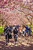 Kirseb�ralleen blomstrer. G�ster p� Kirseb�ralleen p� Bispebjerg Kirkeg�rd. De Japanske kirseb�rstr�er er sprunget ud. Pga Corona er all�en i 2021 ensrettet Prunus accelade Bispebjerg Kirkeg�rd / K�benhavn Danmark  Sev�rdigheder prydkirseb�r, kirseb�rblomster, blomster, gr�nne omr�der, frugttr�, japansk kirseb�rtr�, for�rsvejr, for�ret, parkliv, bypark, park, for�rsstemning, for�rssol, blomstert�ppe, g�tur, g�r tur, alle, all�, all�en, alleen, blomstrer, blomstrende, kirseb�ralle, kirseb�ralleen, kirseb�rall�, kirseb�rall�en, kirseb�rtr�erne, blomsterhav, sev�rdighed, attraktioner, attraktion, turistm�l, for�rsvarme, udflugtsm�l