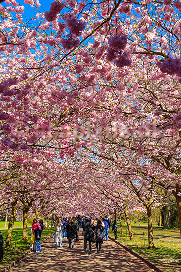 Kirseb�ralleen blomstrer. G�ster p� Kirseb�ralleen p� Bispebjerg Kirkeg�rd. De Japanske kirseb�rstr�er er sprunget ud. Pga Corona er all�en i 2021 ensrettet; Prunus accelade; Bispebjerg Kirkeg�rd / K�benhavn; Danmark; ; Sev�rdigheder; prydkirseb�r, kirseb�rblomster, blomster, gr�nne omr�der, frugttr�, japansk kirseb�rtr�, for�rsvejr, for�ret, parkliv, bypark, park, for�rsstemning, for�rssol, blomstert�ppe, g�tur, g�r tur, alle, all�, all�en, alleen, blomstrer, blomstrende, kirseb�ralle, kirseb�ralleen, kirseb�rall�, kirseb�rall�en, kirseb�rtr�erne, blomsterhav, sev�rdighed, attraktioner, attraktion, turistm�l, for�rsvarme, udflugtsm�l