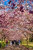 Kirseb�ralleen blomstrer. G�ster p� Kirseb�ralleen p� Bispebjerg Kirkeg�rd. De Japanske kirseb�rstr�er er sprunget ud. Pga Corona er all�en i 2021 ensrettet Prunus accelade Bispebjerg Kirkeg�rd / K�benhavn Danmark  Sev�rdigheder prydkirseb�r, kirseb�rblomster, blomster, gr�nne omr�der, frugttr�, japansk kirseb�rtr�, for�rsvejr, for�ret, parkliv, bypark, park, for�rsstemning, for�rssol, blomstert�ppe, g�tur, g�r tur, alle, all�, all�en, alleen, blomstrer, blomstrende, kirseb�ralle, kirseb�ralleen, kirseb�rall�, kirseb�rall�en, kirseb�rtr�erne, blomsterhav, sev�rdighed, attraktioner, attraktion, turistm�l, for�rsvarme, udflugtsm�l