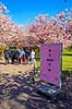 Kirseb�ralleen blomstrer. G�ster p� Kirseb�ralleen p� Bispebjerg Kirkeg�rd. De Japanske kirseb�rstr�er er sprunget ud. Pga Corona er all�en i 2021 ensrettet Prunus accelade Bispebjerg Kirkeg�rd / K�benhavn Danmark  Sev�rdigheder prydkirseb�r, kirseb�rblomster, blomster, gr�nne omr�der, frugttr�, japansk kirseb�rtr�, for�rsvejr, for�ret, parkliv, bypark, park, for�rsstemning, for�rssol, blomstert�ppe, g�tur, g�r tur, alle, all�, all�en, alleen, blomstrer, blomstrende, kirseb�ralle, kirseb�ralleen, kirseb�rall�, kirseb�rall�en, kirseb�rtr�erne, blomsterhav, sev�rdighed, attraktioner, attraktion, turistm�l, for�rsvarme, udflugtsm�l
