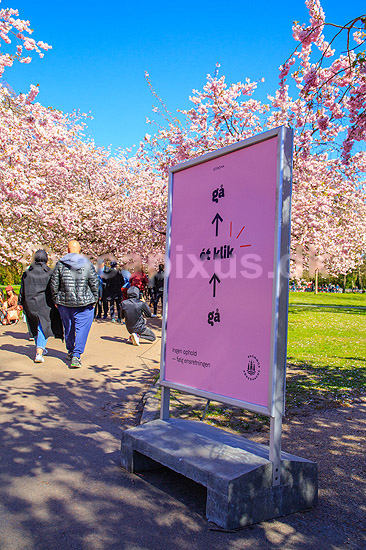 Kirseb�ralleen blomstrer. G�ster p� Kirseb�ralleen p� Bispebjerg Kirkeg�rd. De Japanske kirseb�rstr�er er sprunget ud. Pga Corona er all�en i 2021 ensrettet; Prunus accelade; Bispebjerg Kirkeg�rd / K�benhavn; Danmark; ; Sev�rdigheder; prydkirseb�r, kirseb�rblomster, blomster, gr�nne omr�der, frugttr�, japansk kirseb�rtr�, for�rsvejr, for�ret, parkliv, bypark, park, for�rsstemning, for�rssol, blomstert�ppe, g�tur, g�r tur, alle, all�, all�en, alleen, blomstrer, blomstrende, kirseb�ralle, kirseb�ralleen, kirseb�rall�, kirseb�rall�en, kirseb�rtr�erne, blomsterhav, sev�rdighed, attraktioner, attraktion, turistm�l, for�rsvarme, udflugtsm�l