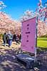 Kirseb�ralleen blomstrer. G�ster p� Kirseb�ralleen p� Bispebjerg Kirkeg�rd. De Japanske kirseb�rstr�er er sprunget ud. Pga Corona er all�en i 2021 ensrettet Prunus accelade Bispebjerg Kirkeg�rd / K�benhavn Danmark  Sev�rdigheder prydkirseb�r, kirseb�rblomster, blomster, gr�nne omr�der, frugttr�, japansk kirseb�rtr�, for�rsvejr, for�ret, parkliv, bypark, park, for�rsstemning, for�rssol, blomstert�ppe, g�tur, g�r tur, alle, all�, all�en, alleen, blomstrer, blomstrende, kirseb�ralle, kirseb�ralleen, kirseb�rall�, kirseb�rall�en, kirseb�rtr�erne, blomsterhav, sev�rdighed, attraktioner, attraktion, turistm�l, for�rsvarme, udflugtsm�l