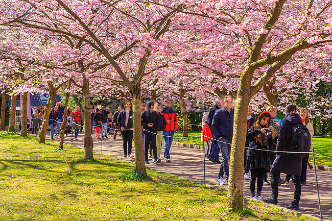 Kirseb�ralleen blomstrer. G�ster p� Kirseb�ralleen p� Bispebjerg Kirkeg�rd. De Japanske kirseb�rstr�er er sprunget ud. Pga Corona er all�en i 2021 ensrettet; Prunus accelade; Bispebjerg Kirkeg�rd / K�benhavn; Danmark; ; Sev�rdigheder; prydkirseb�r, kirseb�rblomster, blomster, gr�nne omr�der, frugttr�, japansk kirseb�rtr�, for�rsvejr, for�ret, parkliv, bypark, park, for�rsstemning, for�rssol, blomstert�ppe, g�tur, g�r tur, alle, all�, all�en, alleen, blomstrer, blomstrende, kirseb�ralle, kirseb�ralleen, kirseb�rall�, kirseb�rall�en, kirseb�rtr�erne, blomsterhav, sev�rdighed, attraktioner, attraktion, turistm�l, for�rsvarme, udflugtsm�l