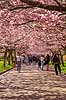 Kirseb�ralleen blomstrer. G�ster p� Kirseb�ralleen p� Bispebjerg Kirkeg�rd. De Japanske kirseb�rstr�er er sprunget ud. Pga Corona er all�en i 2021 ensrettet Prunus accelade Bispebjerg Kirkeg�rd / K�benhavn Danmark  Sev�rdigheder prydkirseb�r, kirseb�rblomster, blomster, gr�nne omr�der, frugttr�, japansk kirseb�rtr�, for�rsvejr, for�ret, parkliv, bypark, park, for�rsstemning, for�rssol, blomstert�ppe, g�tur, g�r tur, alle, all�, all�en, alleen, blomstrer, blomstrende, kirseb�ralle, kirseb�ralleen, kirseb�rall�, kirseb�rall�en, kirseb�rtr�erne, blomsterhav, sev�rdighed, attraktioner, attraktion, turistm�l, for�rsvarme, udflugtsm�l