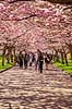 Kirseb�ralleen blomstrer. G�ster p� Kirseb�ralleen p� Bispebjerg Kirkeg�rd. De Japanske kirseb�rstr�er er sprunget ud. Pga Corona er all�en i 2021 ensrettet Prunus accelade Bispebjerg Kirkeg�rd / K�benhavn Danmark  Sev�rdigheder prydkirseb�r, kirseb�rblomster, blomster, gr�nne omr�der, frugttr�, japansk kirseb�rtr�, for�rsvejr, for�ret, parkliv, bypark, park, for�rsstemning, for�rssol, blomstert�ppe, g�tur, g�r tur, alle, all�, all�en, alleen, blomstrer, blomstrende, kirseb�ralle, kirseb�ralleen, kirseb�rall�, kirseb�rall�en, kirseb�rtr�erne, blomsterhav, sev�rdighed, attraktioner, attraktion, turistm�l, for�rsvarme, udflugtsm�l