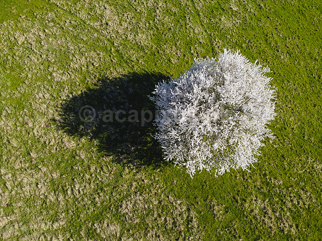 Almindelig hvidtj�rn. En fritst�ende tj�rn og dens skygge p� gr�smark; Crataegus laevigata; M�l�v; Danmark; ; planter; Blomster, for�r, tr�er, dronefoto
