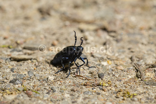 Bl� Oliebille. Oliebille p� sti i Hareskoven ved Jonstrup Hegn; Meloe violaceus; M�l�v; Danmark; ; insekter; biller, oliebiller