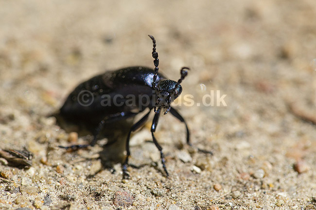 Bl� Oliebille. Oliebille p� sti i Hareskoven ved Jonstrup Hegn; Meloe violaceus; M�l�v; Danmark; ; insekter; biller, oliebiller