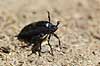 Bl� Oliebille. Oliebille p� sti i Hareskoven ved Jonstrup Hegn Meloe violaceus M�l�v Danmark  insekter biller, oliebiller