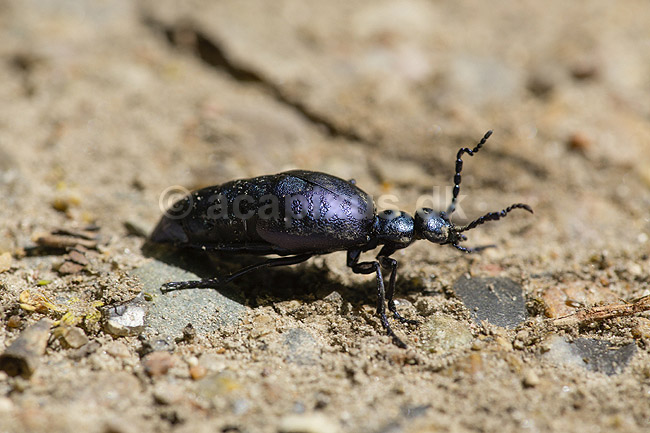 Bl� Oliebille. Oliebille p� sti i Hareskoven ved Jonstrup Hegn; Meloe violaceus; M�l�v; Danmark; ; insekter; biller, oliebiller
