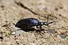 Bl� Oliebille. Oliebille p� sti i Hareskoven ved Jonstrup Hegn Meloe violaceus M�l�v Danmark  insekter biller, oliebiller