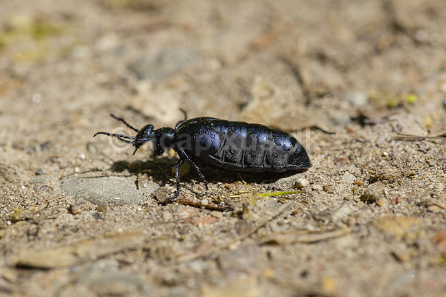 Bl� Oliebille. Oliebille p� sti i Hareskoven ved Jonstrup Hegn; Meloe violaceus; M�l�v; Danmark; ; insekter; biller, oliebiller