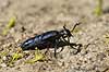Bl� Oliebille. Oliebille p� sti i Hareskoven ved Jonstrup Hegn Meloe violaceus M�l�v Danmark  insekter biller, oliebiller