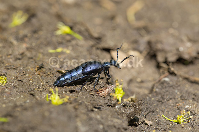 Bl� Oliebille. Oliebille p� sti i Hareskoven ved Jonstrup Hegn; Meloe violaceus; M�l�v; Danmark; ; insekter; biller, oliebiller