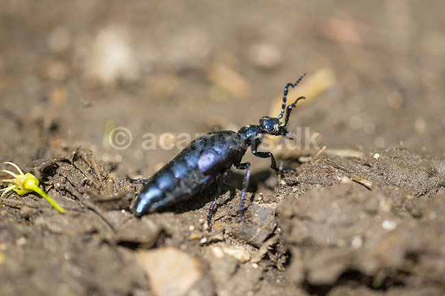 Bl� Oliebille. Oliebille p� sti i Hareskoven ved Jonstrup Hegn; Meloe violaceus; M�l�v; Danmark; ; insekter; biller, oliebiller