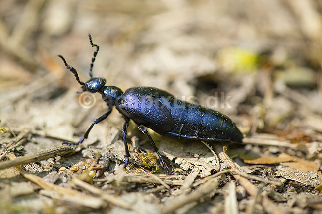Bl� Oliebille. Oliebille p� sti i Hareskoven ved Jonstrup Hegn; Meloe violaceus; M�l�v; Danmark; ; insekter; biller, oliebiller