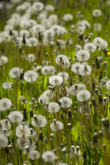 M�lkeb�tter. Afblomstrede fr�stande af m�lkeb�tter; Taraxacum; M�l�v; Danmark; ; planter; Fandens m�lkeb�tte