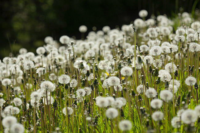 M�lkeb�tter. Afblomstrede fr�stande af m�lkeb�tter; Taraxacum; M�l�v; Danmark; ; planter; Fandens m�lkeb�tte
